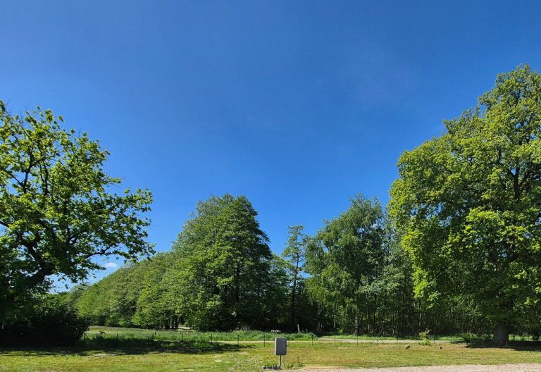 Heller, blauer Himmel über grünen Bäumen und einer offenen Wiese.