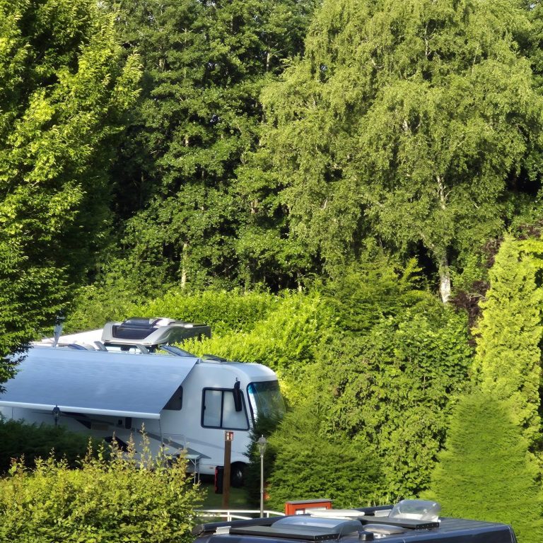 Dämmerung über einem Garten mit einem großen Baum und schwachem Licht.